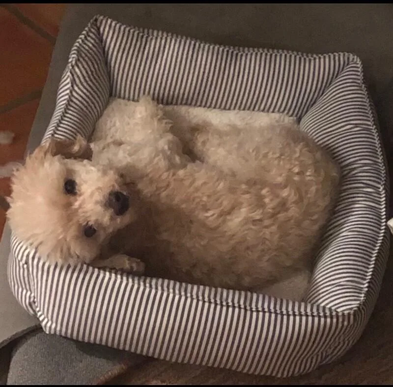 A senior small-sized male White / Cream Poodle dog named Enzo for adoption in Anthem, AZ