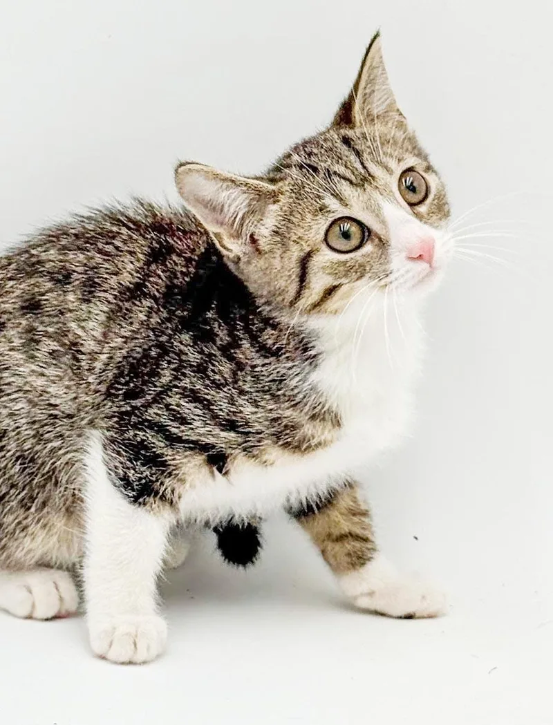 A baby small-sized female White Turkish Van cat named Lucy is a baby for adoption in Bedford Hills, NY