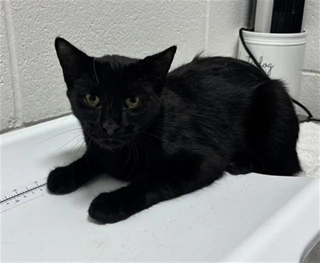A young small-sized male Domestic Short Hair cat named Sterling for adoption in Upper Marlboro, MD