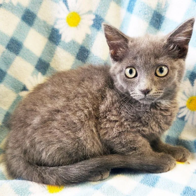 A baby small-sized female Gray / Blue / Silver Domestic Short Hair cat named Jo for adoption in Mount Juliet, TN