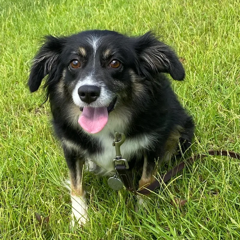 Gracie