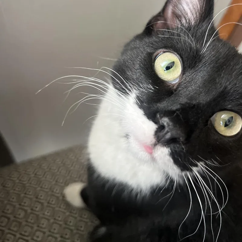 Mercutio thumbnail 2