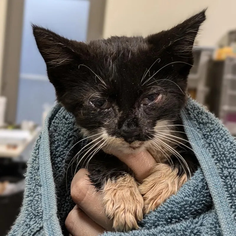 Mercutio thumbnail 3