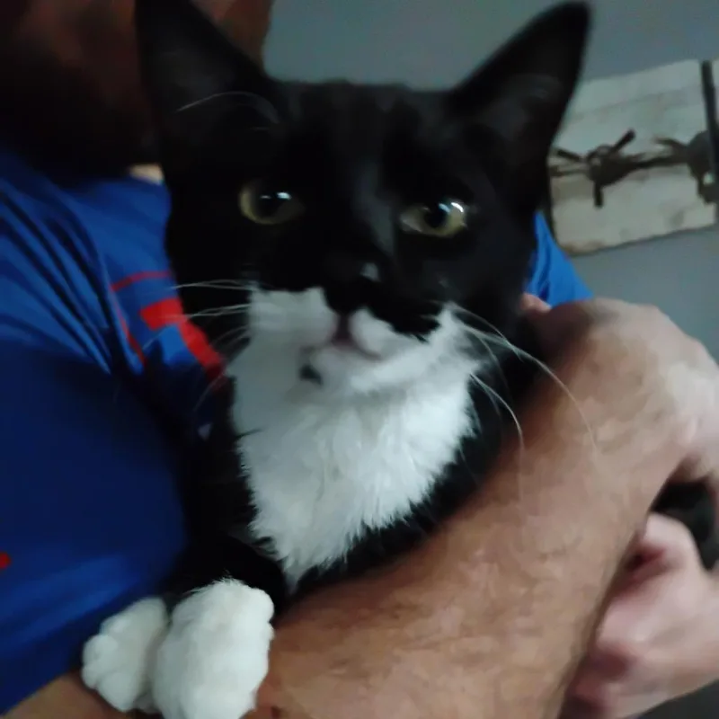 Mercutio thumbnail 4