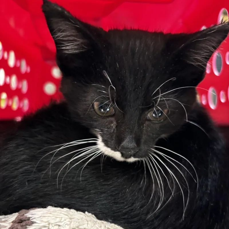 Mercutio thumbnail 5