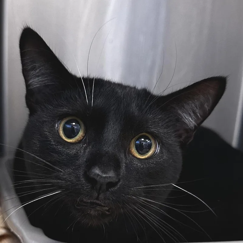 A young medium-sized male Black Domestic Short Hair cat named Whiskers for adoption in Washington Township, OH