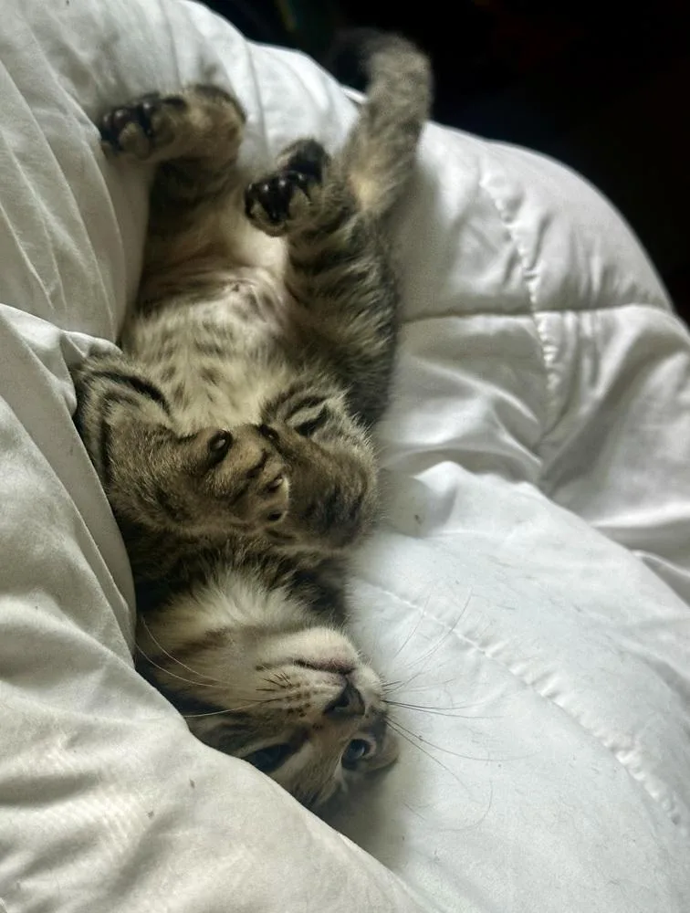 A baby small-sized male Tabby (Brown / Chocolate) Domestic Short Hair cat named Brisket for adoption in Plymouth, MI