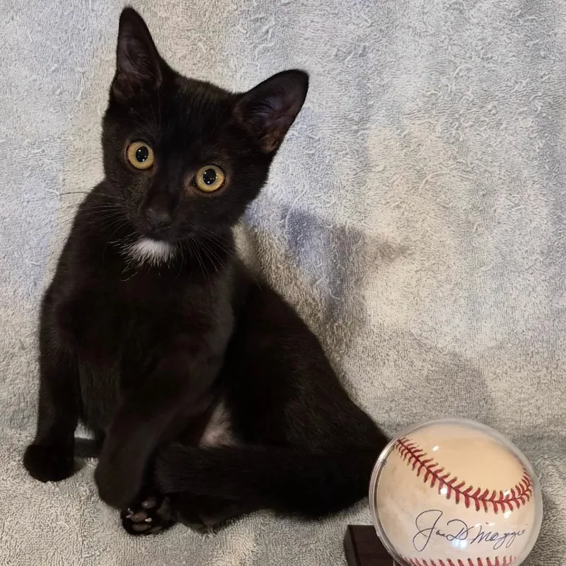 A baby small-sized female Black Domestic Short Hair cat named Home Base for adoption in Matteson, IL