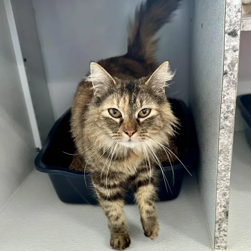 Honeycomb Eureka Petsense