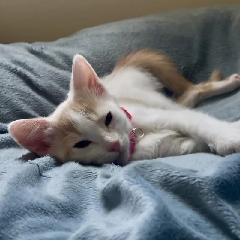 A baby small-sized female White Domestic Short Hair cat named Baby Biscuit for adoption in Los Angeles, CA