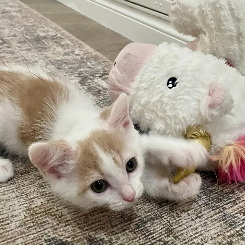 Baby Biscuit thumbnail 2