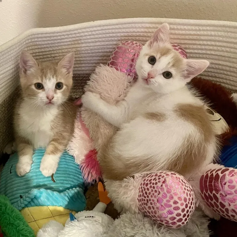 Baby Biscuit thumbnail 3