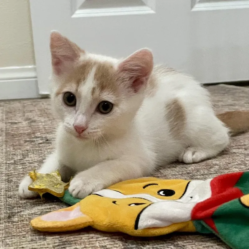 Baby Biscuit thumbnail 4