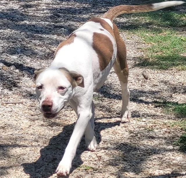A young medium-sized female American Staffordshire Terrier dog named Willow for adoption in San Antonio, TX
