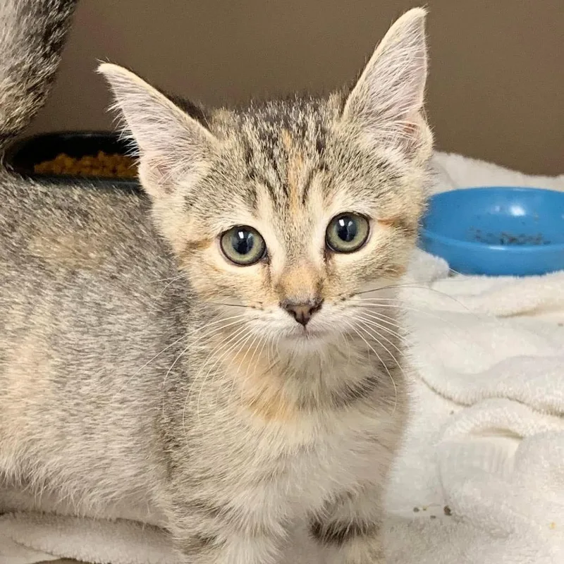 A baby small-sized female Domestic Short Hair cat named Georgia for adoption in Cleveland, MS