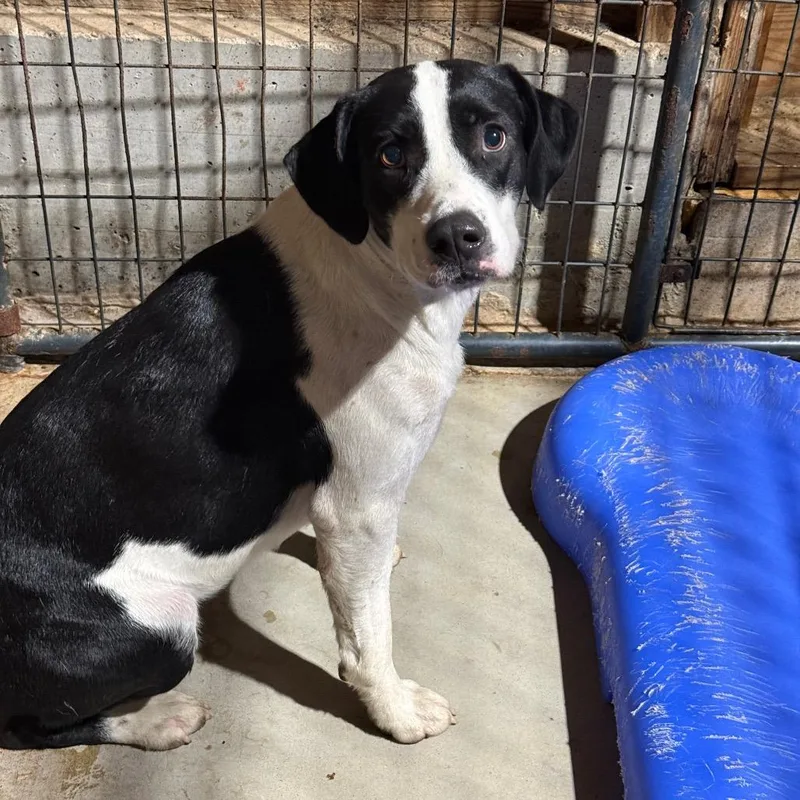 A young medium-sized female Black Pit Bull Terrier dog named Jackie for adoption in Fort Smith, AR