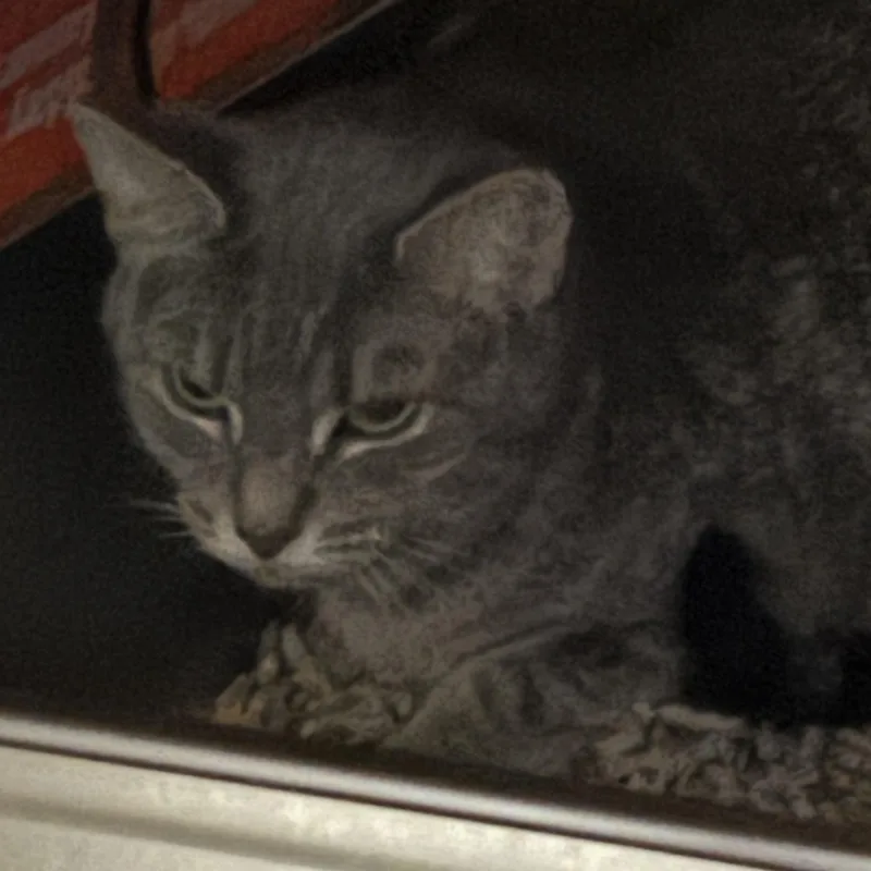 A young small-sized female Gray & White Domestic Short Hair cat named Evie for adoption in Pittsburgh, PA