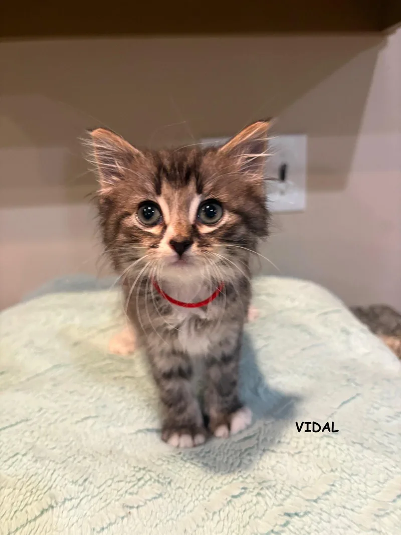 Vidal