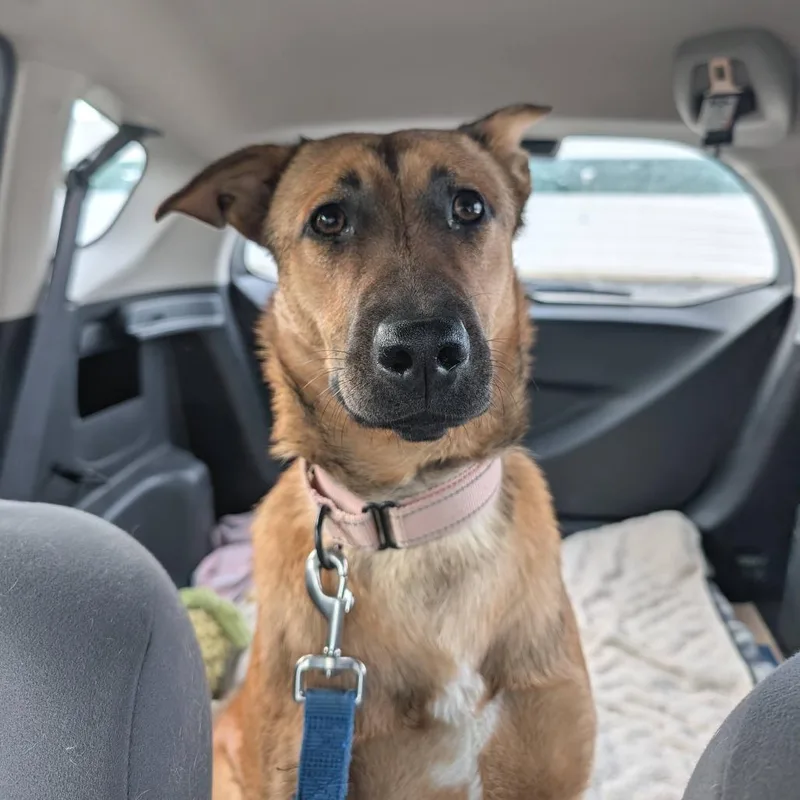 A young medium-sized female Brown / Chocolate German Shepherd Dog dog named Bridgette for adoption in Wheeling, IL