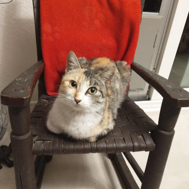 An adult medium-sized female Buff / Tan / Fawn Dilute Calico cat named Medley for adoption in Laguna Niguel, CA