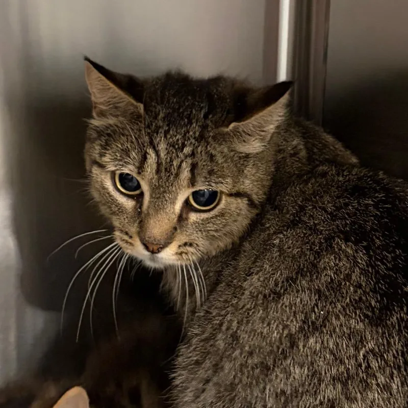 An adult medium-sized female Brown / Chocolate Domestic Short Hair cat named Nora for adoption in Scituate, MA