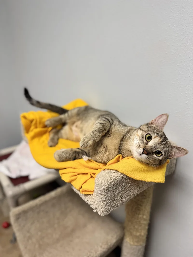 An adult medium-sized female Dilute Calico Domestic Short Hair cat named Alani for adoption in Dodgeville, WI