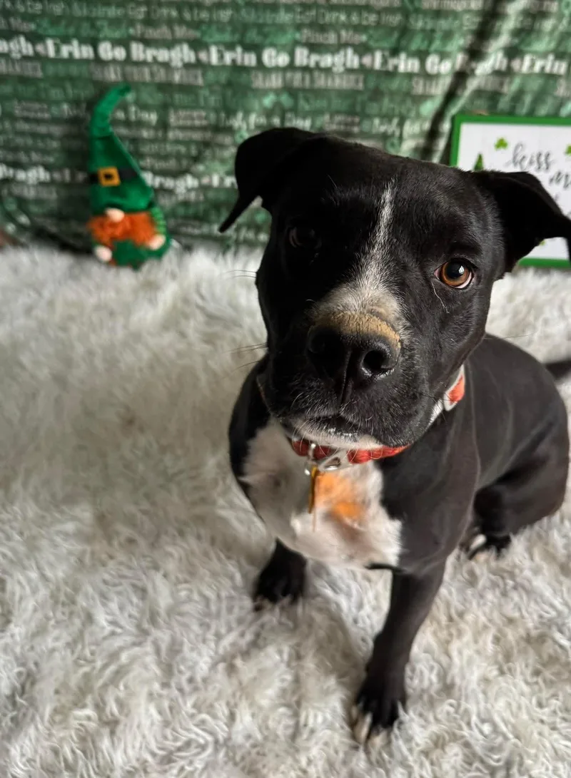 Damascus thumbnail 3