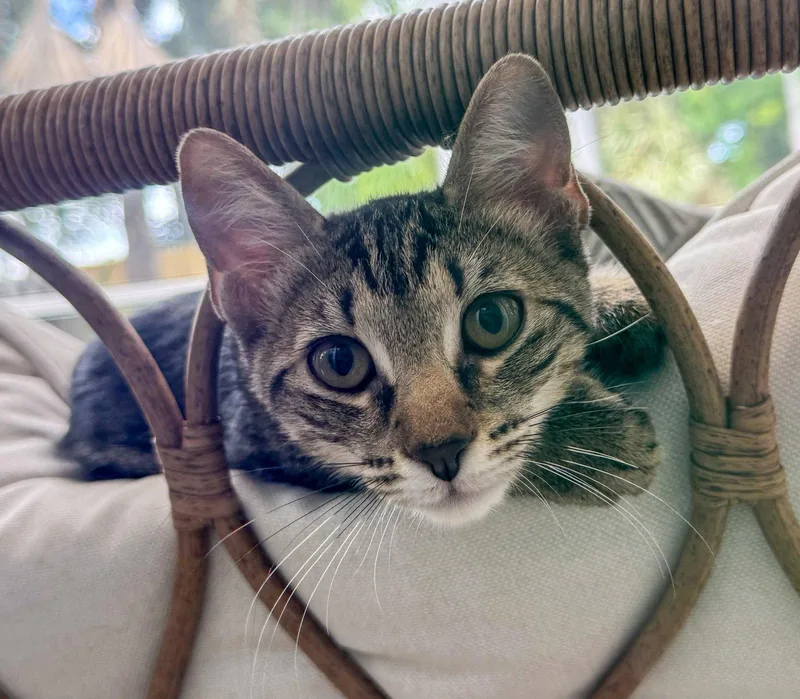 A baby medium-sized female Tabby cat named Spaghetti for adoption in Lighthouse Point, FL