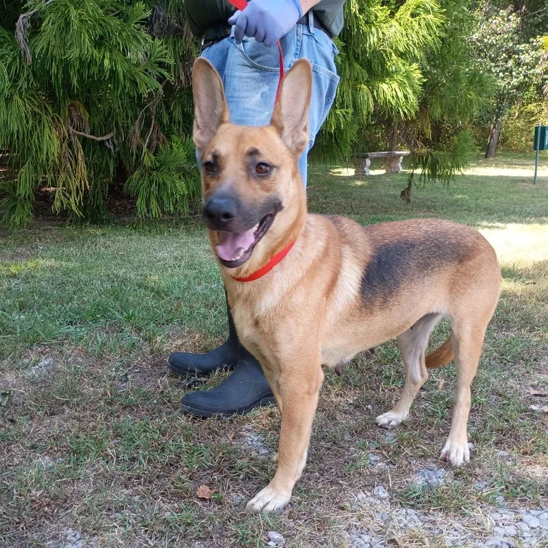 An adult large-sized female Yellow / Tan / Blond / Fawn Shepherd dog named Rocky for adoption in Clanton, AL