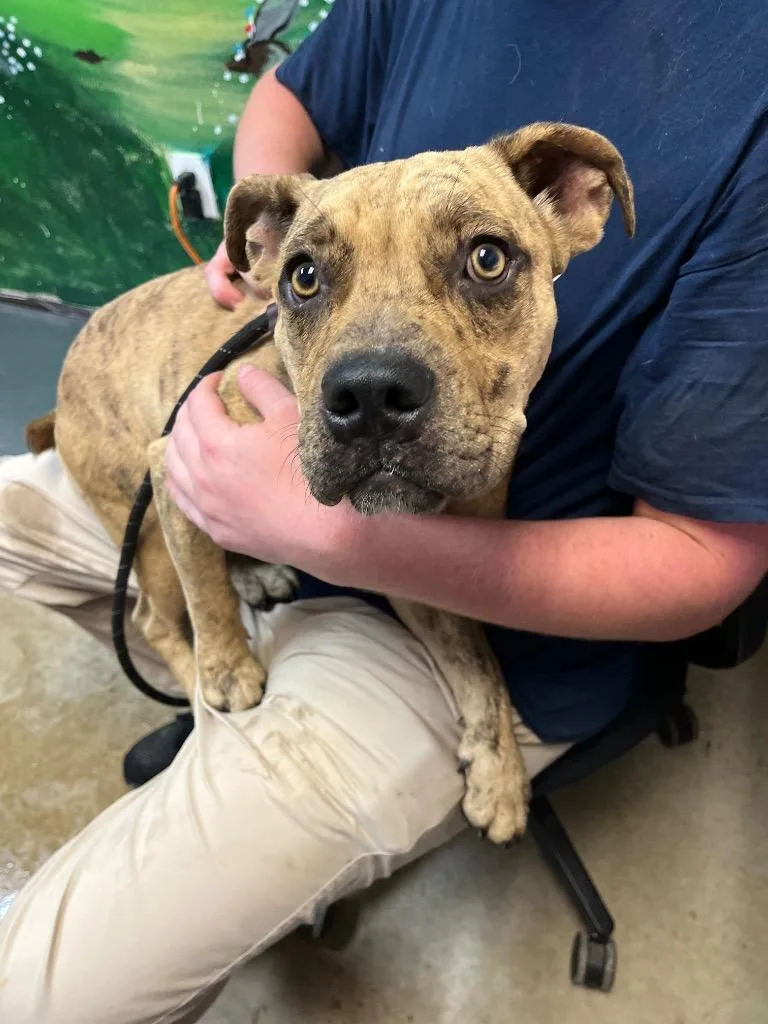 A baby medium-sized male Boxer dog named Bruce for adoption in New Braunfels, TX
