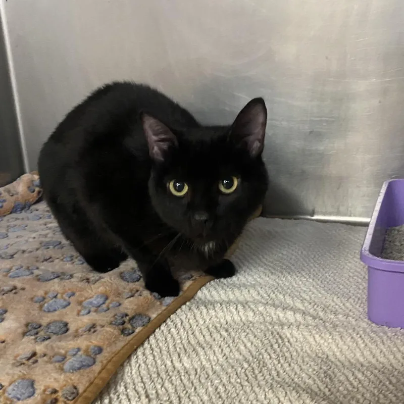 An adult medium-sized female Black Domestic Short Hair cat named Frances for adoption in Columbus, GA