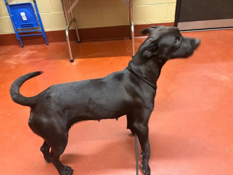 A young medium-sized female Labrador Retriever dog named Amora for adoption in Douglasville, GA