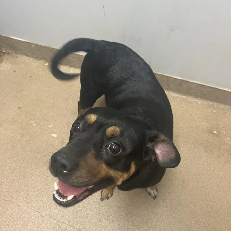 An adult medium-sized female Black Mixed Breed dog named Jenga for adoption in Chattanooga, TN