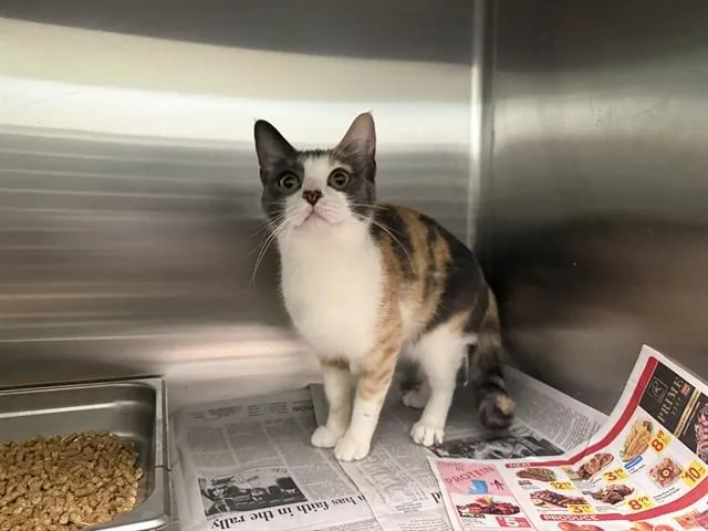 A young small-sized female Domestic Short Hair cat named Penelope for adoption in Garland, TX