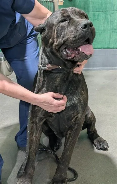 An adult extra large-sized female Cane Corso dog named Bree for adoption in Upper Marlboro, MD