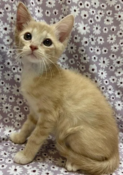 Dr. Malcolm thumbnail 3