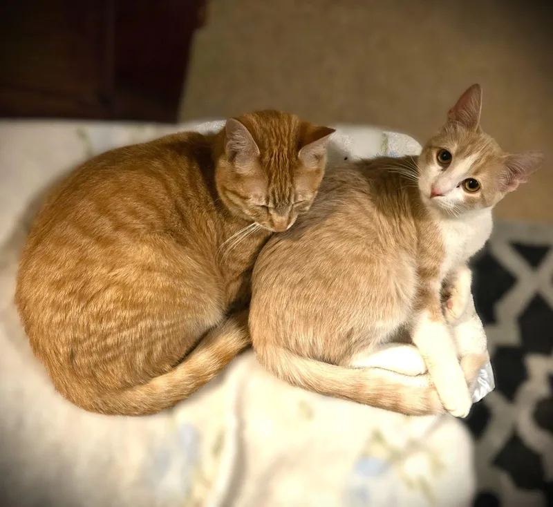 A baby small-sized male Domestic Short Hair cat named Mac and Peanut for adoption in Mankato, MN