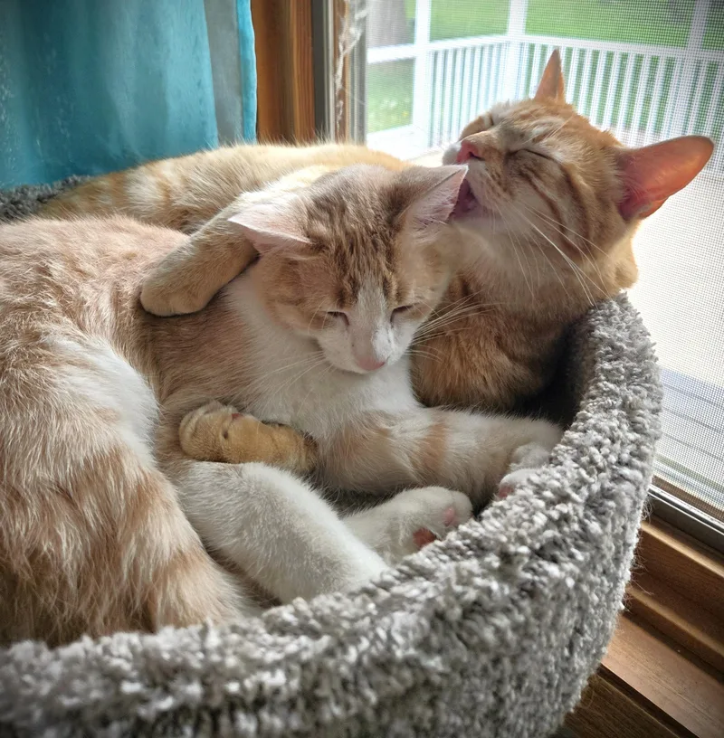 Mac and Peanut thumbnail 2
