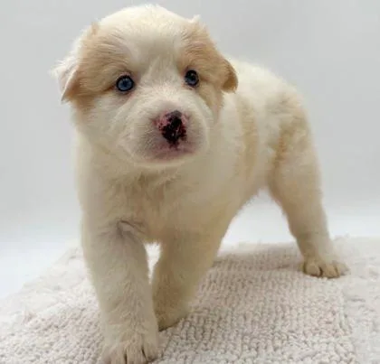 A young small-sized female Australian Shepherd dog named Luna for adoption in Bowling Green, KY