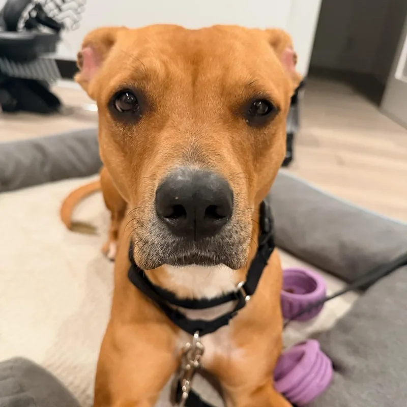 An adult medium-sized female Brown / Chocolate Mixed Breed dog named Zoe FKA Obsidian for adoption in Vassalboro, ME