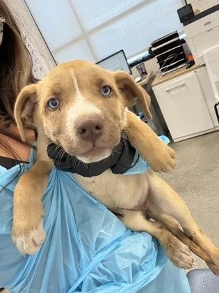 A baby small-sized female Hound dog named Chassahowitzka for adoption in Fresno, CA
