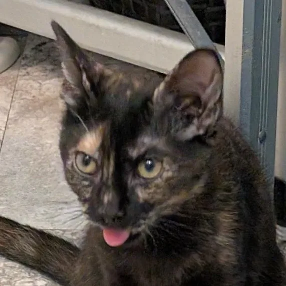 A baby medium-sized female Tortoiseshell Tortoiseshell cat named Heather for adoption in Reisterstown, MD