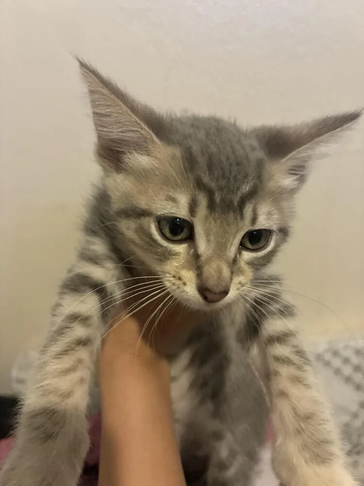 A baby small-sized male Gray / Blue / Silver Domestic Long Hair cat named Bruno for adoption in Lancaster, CA