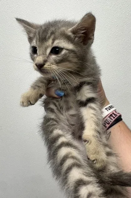 A baby small-sized male Domestic Short Hair cat named Abbott for adoption in West Chester, PA