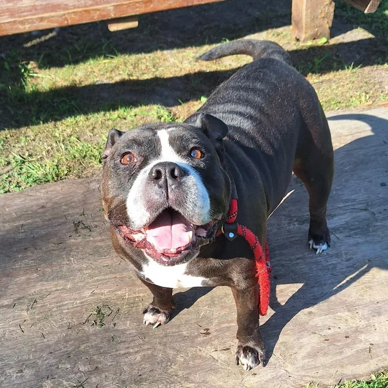 Big Louis