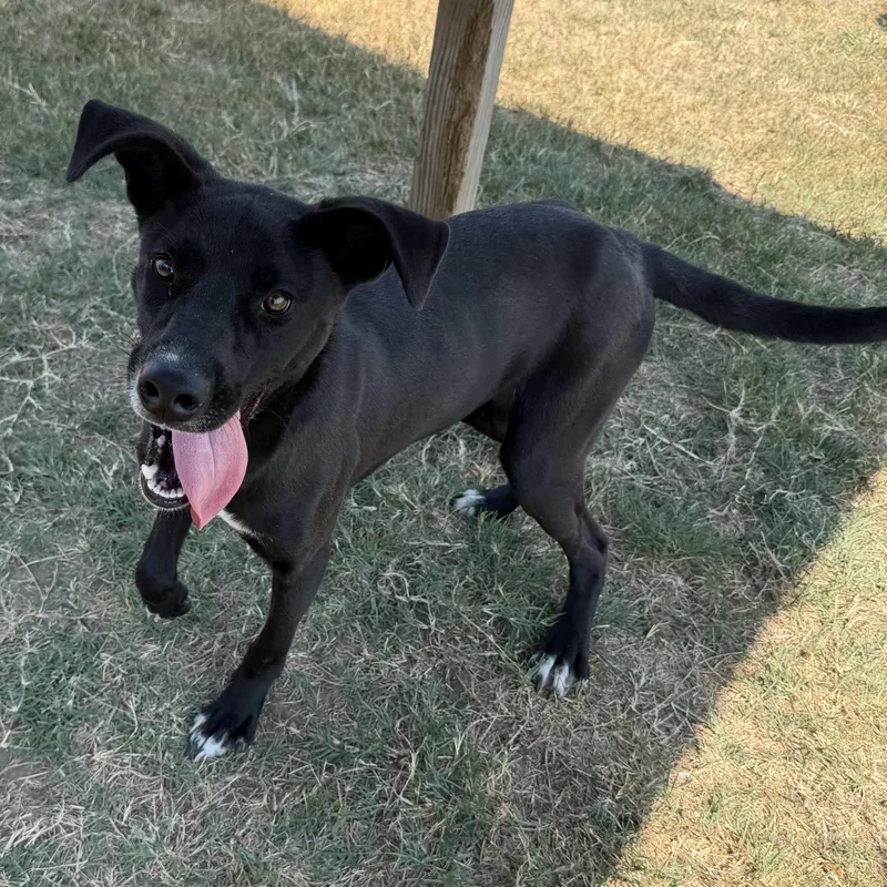 A young medium-sized male Labrador Retriever dog named Slim Jim for adoption in Lowell, AR
