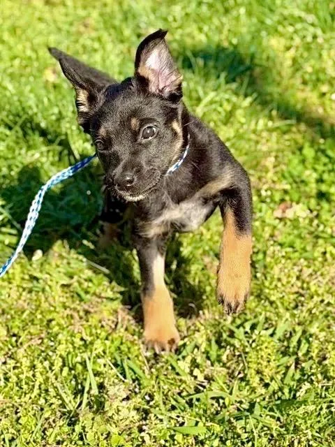 A baby large-sized female Australian Cattle Dog / Blue Heeler dog named Ricochet Aka Riscal for adoption in Princeton, MA