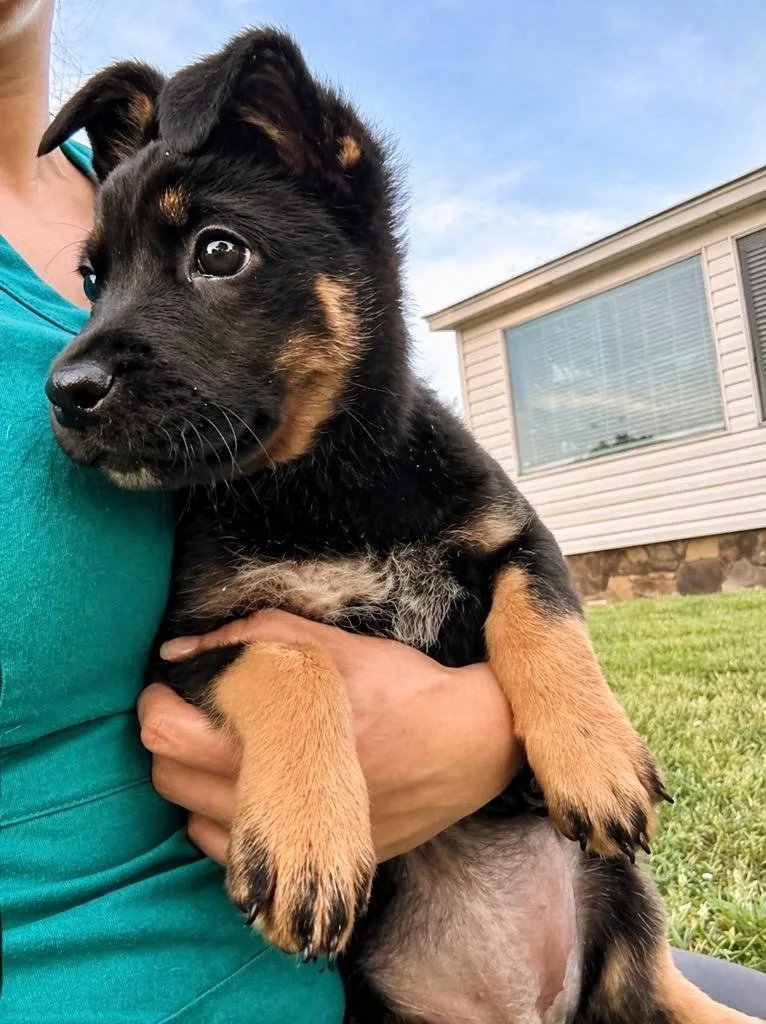 Ricochet Aka Riscal thumbnail 2