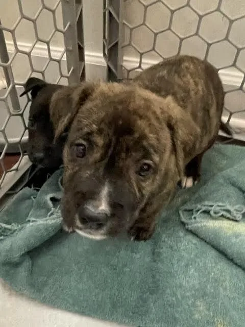 A young medium-sized female Brindle Mixed Breed dog named Hannah Montana for adoption in Cincinnati, OH
