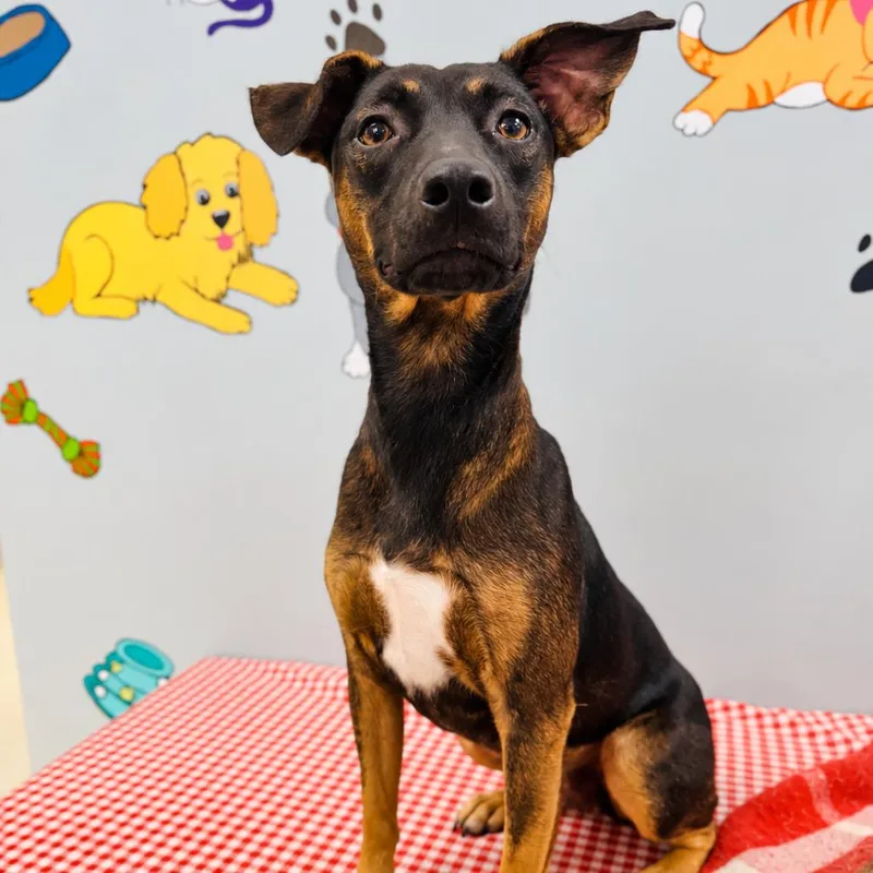 A young medium-sized female Black Terrier dog named Willow for adoption in Lebanon, MO